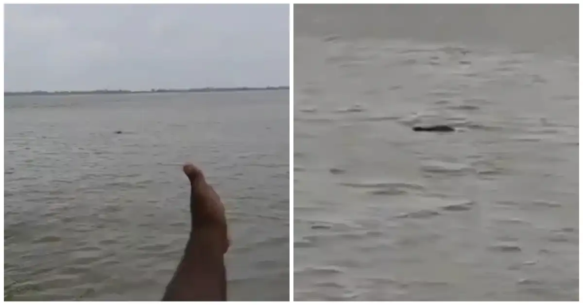 crocodile attack gonda 13 year old boy dragged into river
